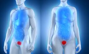 Fisioterapia - FISIO EM DISFUNÇÕES UROGINECO